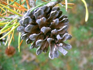 late-blooming-pinecone-1562745-640x480