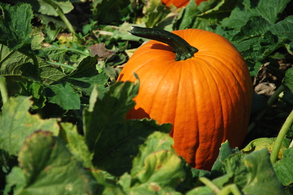pumpkin-patch-600x400