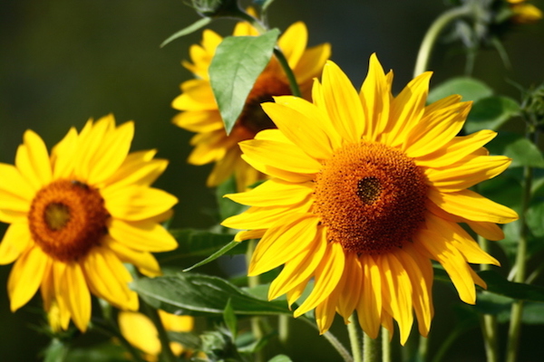 sunflowers-1322544-639x426