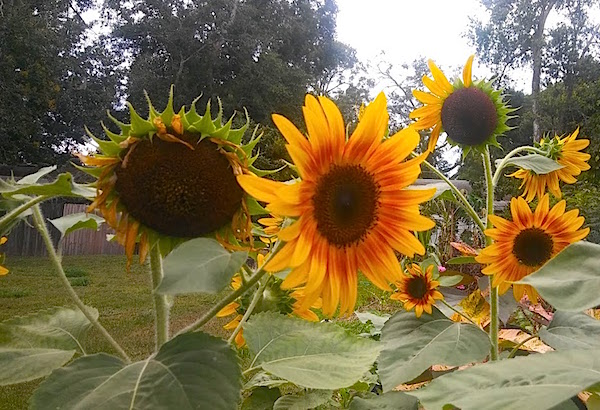 1u sunflowers